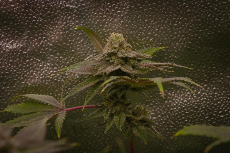 Cali Tings Wizard Trees SOIL. Week 15 - Day 49
