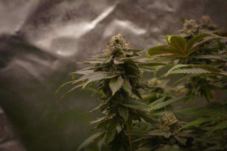 Cali Tings Wizard Trees SOIL. Week 15 - Day 49
