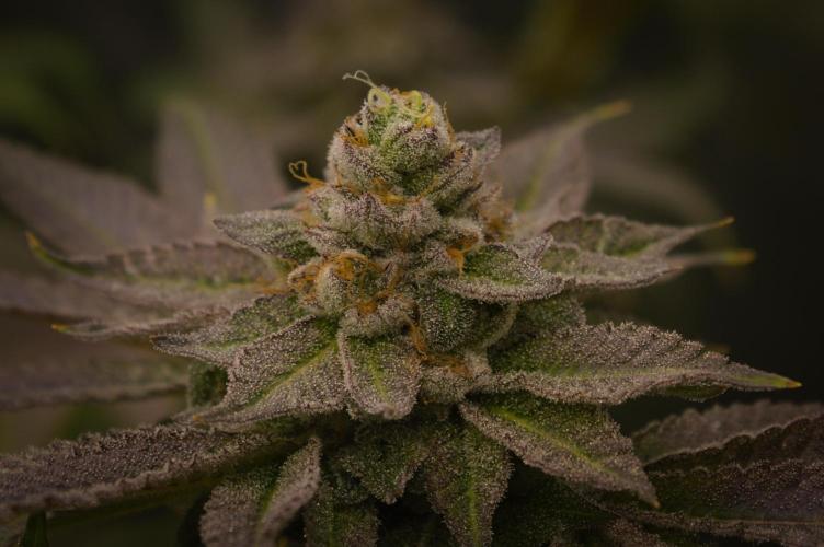 Cali Tings Wizard Trees SOIL. Week 15 - Day 49