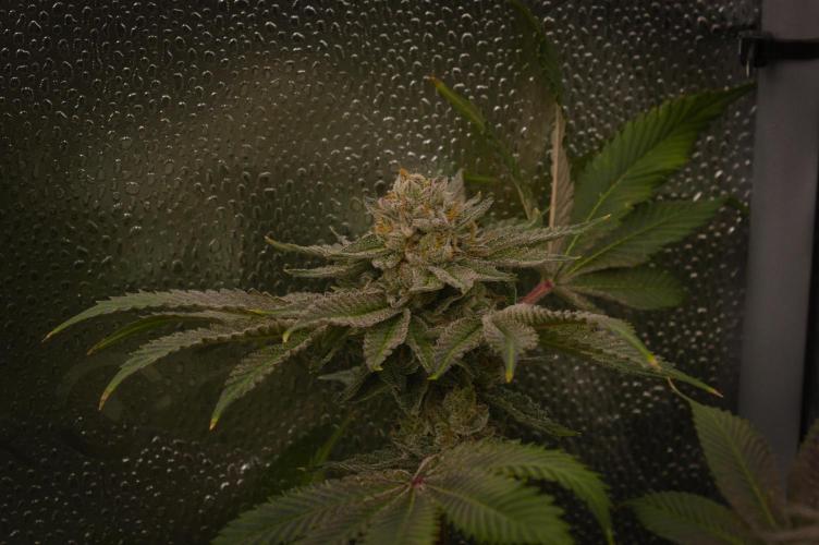 Cali Tings Wizard Trees SOIL. Week 15 - Day 49