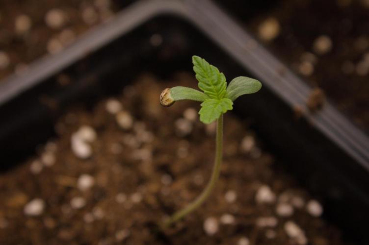 Lemon Z Dutch Passion. Week 0 - First veg day