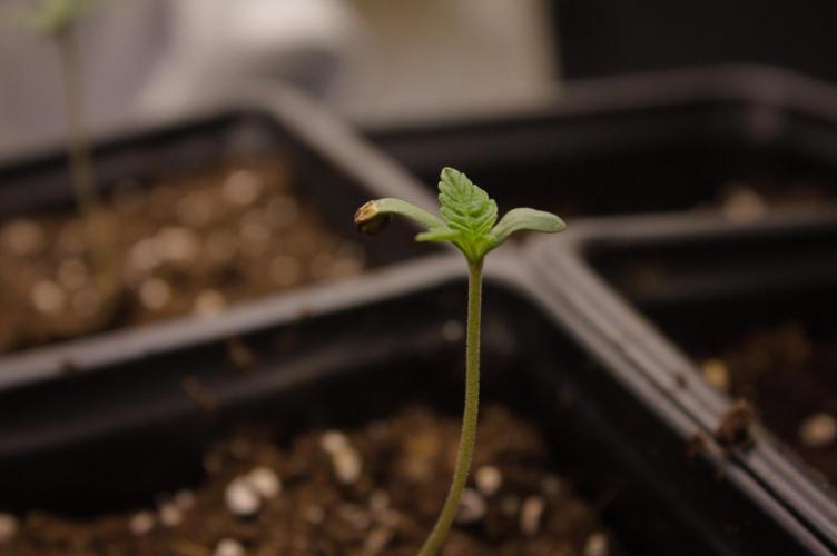Lemon Z Dutch Passion. Week 0 - First veg day