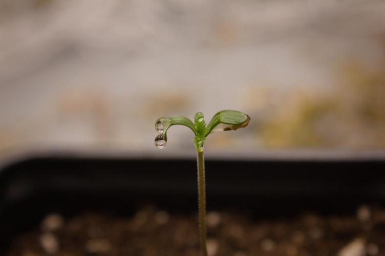 Pink Banana Runtz Dutch Passion. Week 0 - Seedling