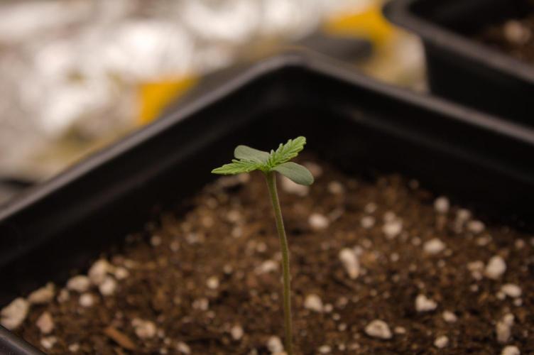 Orangu Tangie Monkey Genetics. Week 0 - First veg day