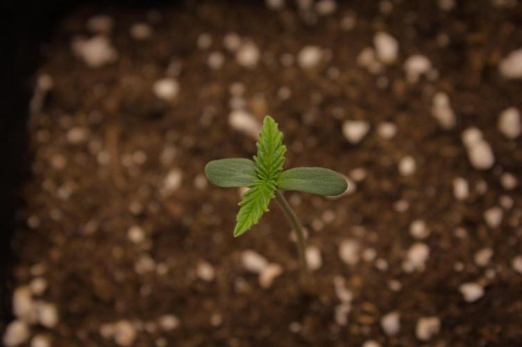 Orangu Tangie Monkey Genetics. Week 0 - First veg day