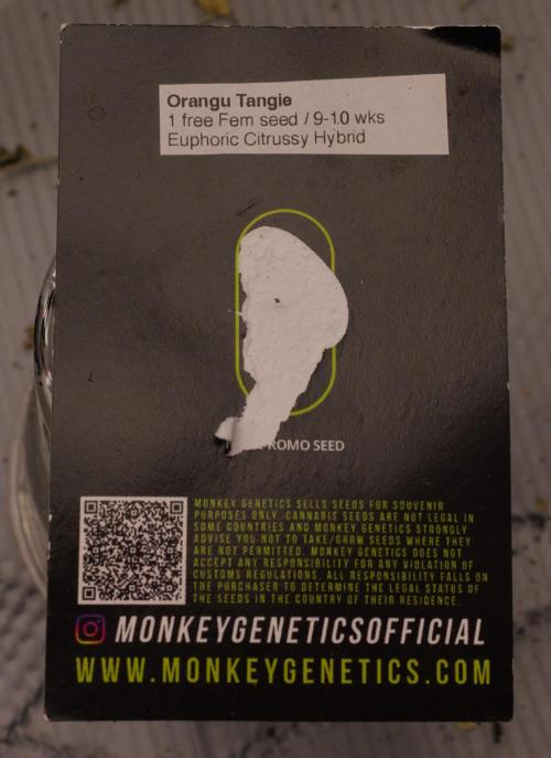 Orangu Tangie Monkey Genetics. Week 0 - Packet