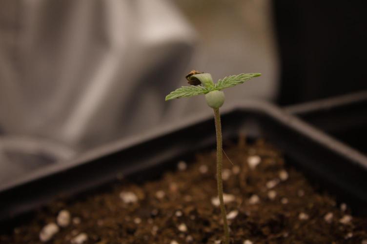 Forbidden Orange HappyPlant420. Week 0 - First veg day