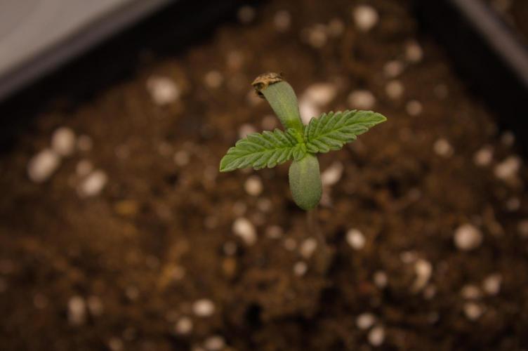 Forbidden Orange HappyPlant420. Week 0 - First veg day