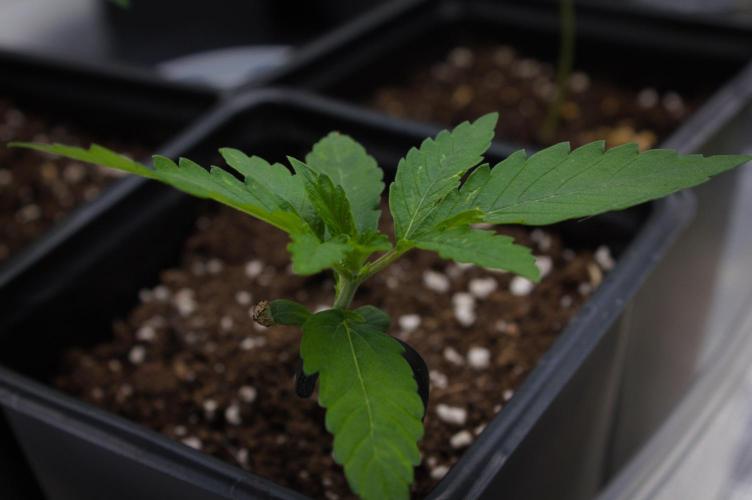 Lemon Z Dutch Passion. Week 1 - Day 7