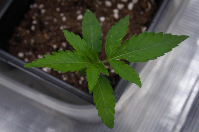 Lemon Z Dutch Passion. Week 1 - Day 7
