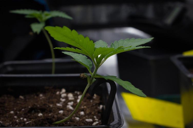 Lemon Z Dutch Passion. Week 1 - Day 7