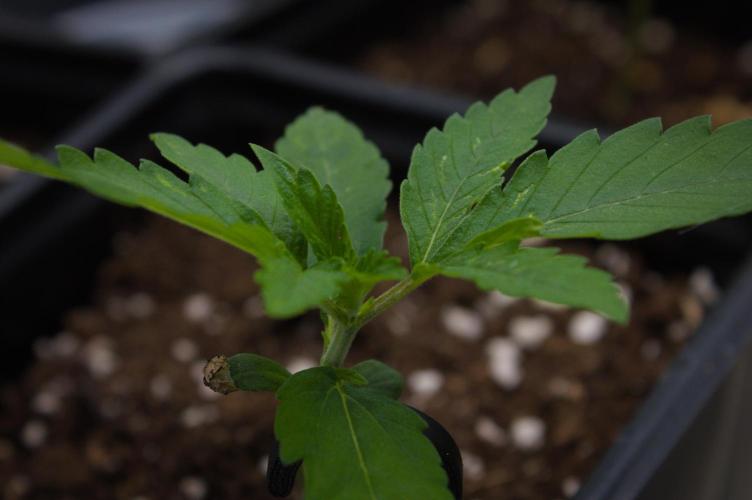 Lemon Z Dutch Passion. Week 1 - Day 7