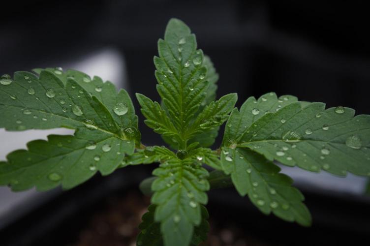 Forbidden Orange HappyPlant420. Week 1 - Day 7