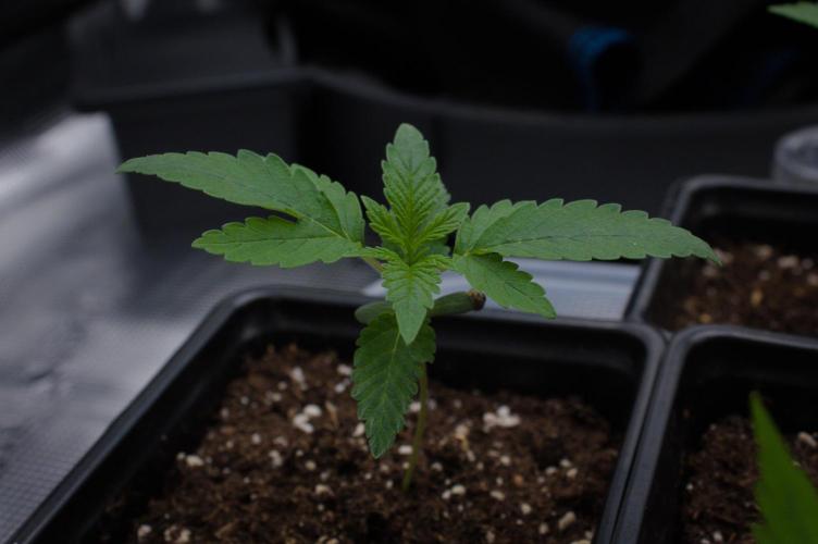 Forbidden Orange HappyPlant420. Week 1 - Day 7