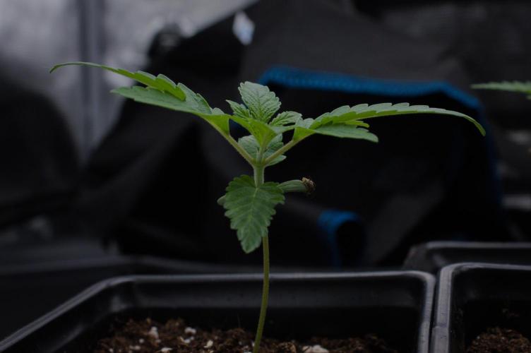 Forbidden Orange HappyPlant420. Week 1 - Day 7