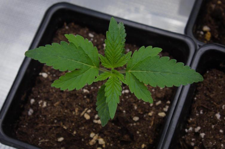 Forbidden Orange HappyPlant420. Week 1 - Day 7