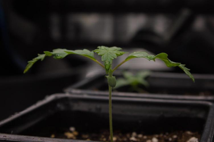 Orangu Tangie Monkey Genetics. Week 1 - Day 7