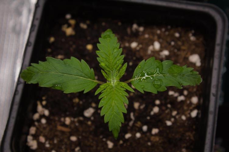 Orangu Tangie Monkey Genetics. Week 1 - Day 7