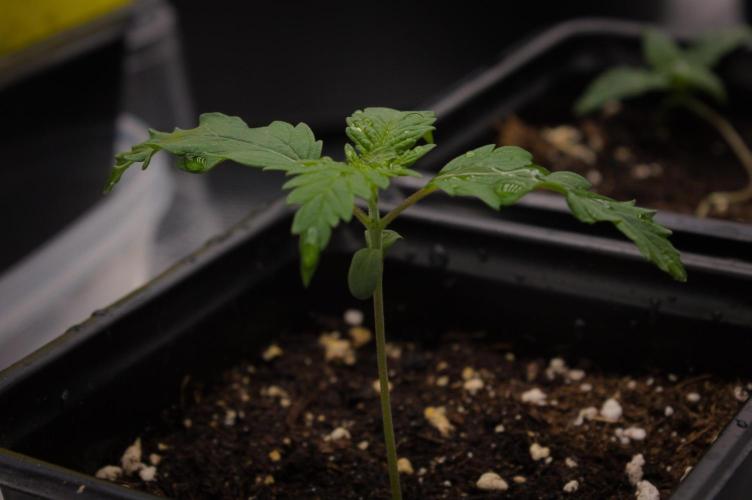 Orangu Tangie Monkey Genetics. Week 1 - Day 7