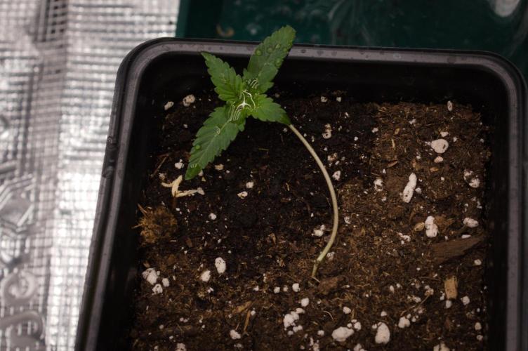 Pink Banana Runtz Dutch Passion. Week 1 - Day 7