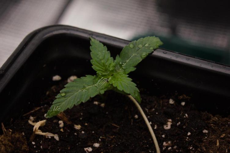 Pink Banana Runtz Dutch Passion. Week 1 - Day 7