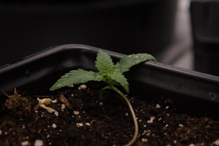 Pink Banana Runtz Dutch Passion. Week 1 - Day 7