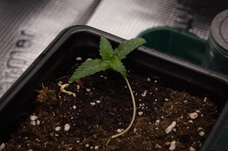 Pink Banana Runtz. Week 1
