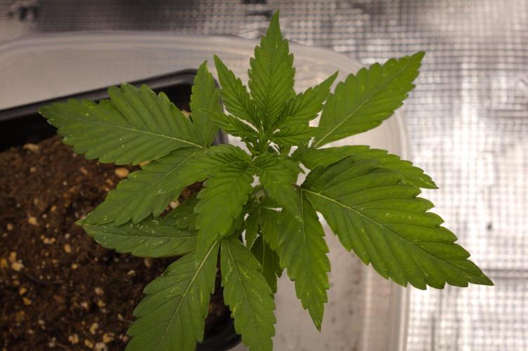 Lemon Z Dutch Passion. Week 2 - Day 14