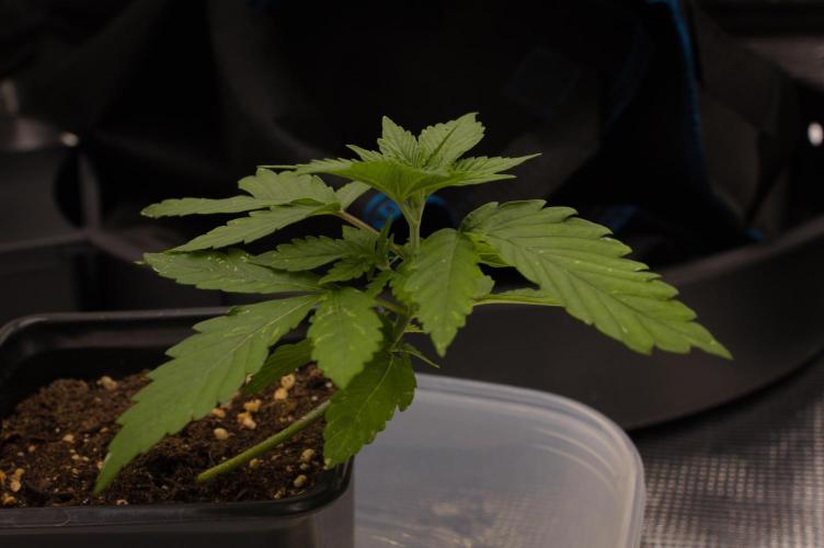 Lemon Z Dutch Passion. Week 2 - Day 14