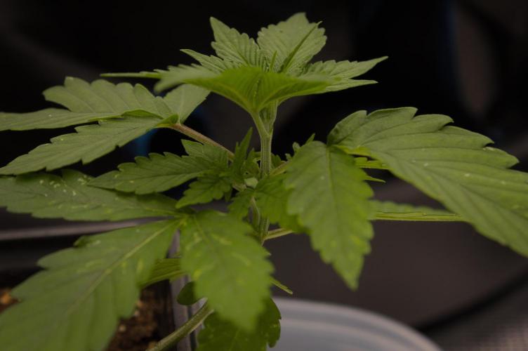 Lemon Z Dutch Passion. Week 2 - Day 14