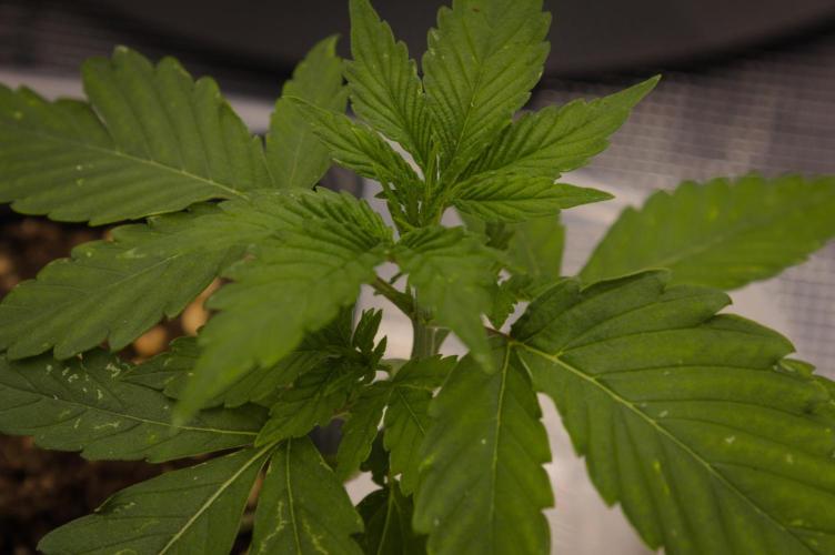 Lemon Z Dutch Passion. Week 2 - Day 14