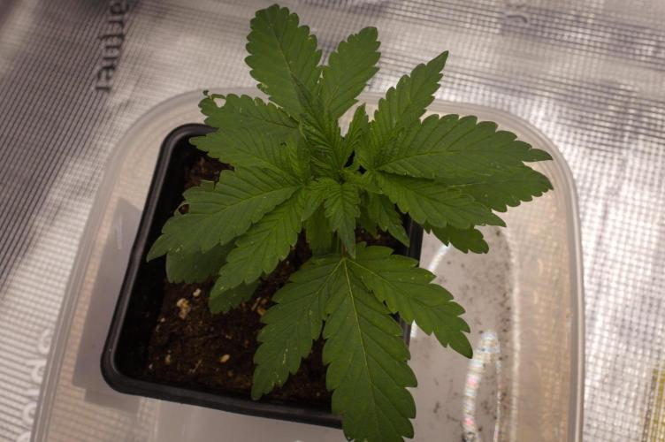 Forbidden Orange HappyPlant420. Week 2 - Day 14