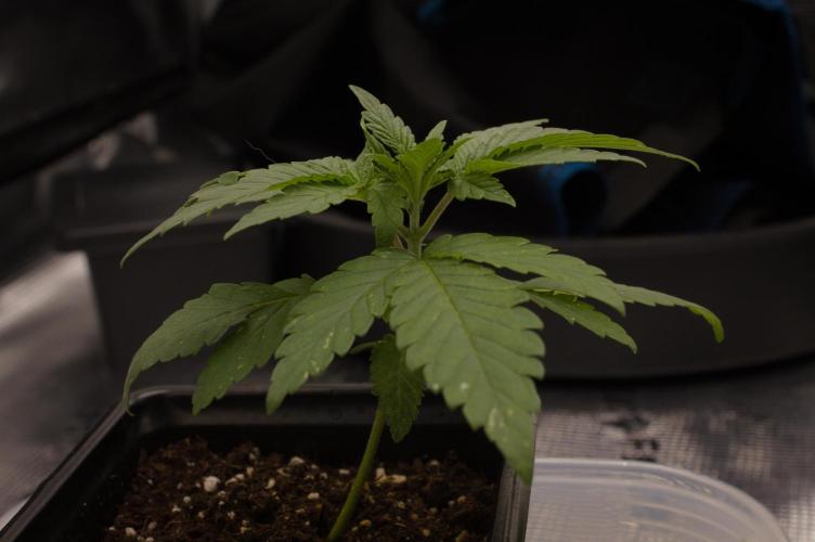 Forbidden Orange HappyPlant420. Week 2 - Day 14
