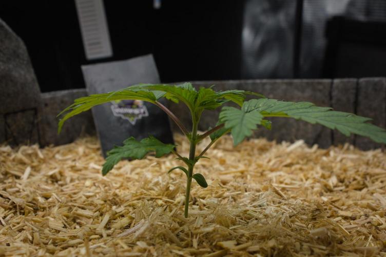 Orangu Tangie Monkey Genetics. Week 2 - Day 14