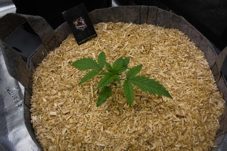 Orangu Tangie Monkey Genetics. Week 2 - Day 14