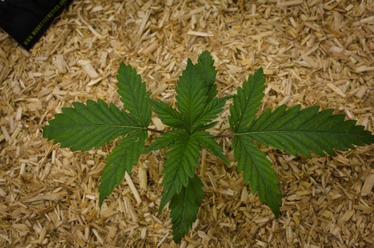 Orangu Tangie Monkey Genetics. Week 2 - Day 14