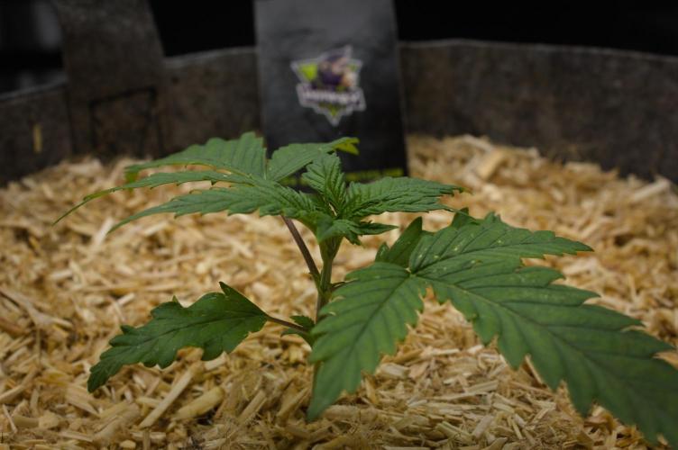 Orangu Tangie Monkey Genetics. Week 2 - Day 14