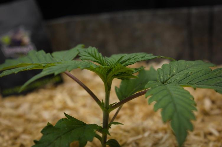Orangu Tangie. Week 2