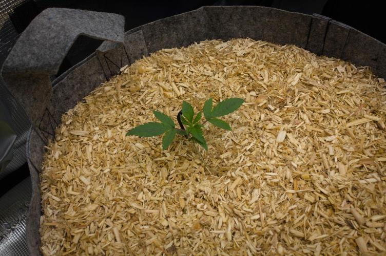 Pink Banana Runtz Dutch Passion. Week 2 - Day 14