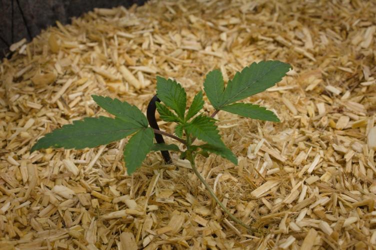 Pink Banana Runtz Dutch Passion. Week 2 - Day 14