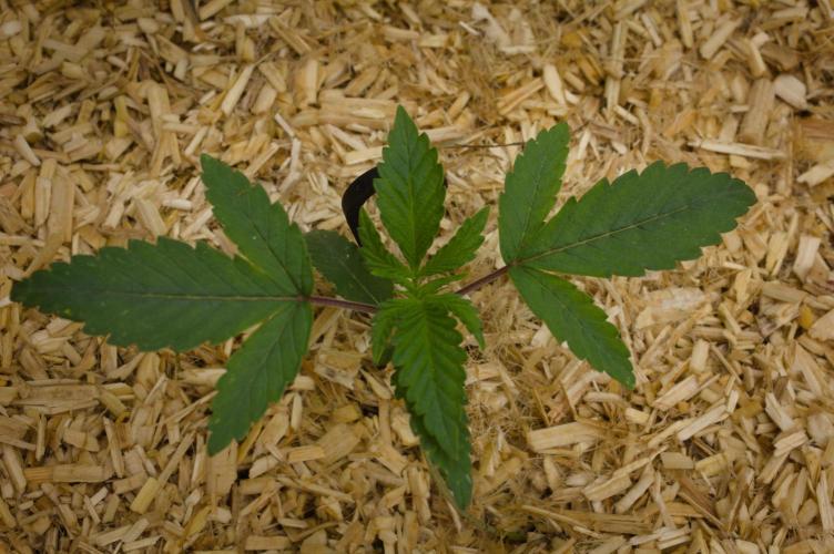Pink Banana Runtz Dutch Passion. Week 2 - Day 14