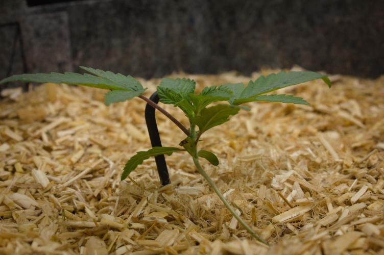 Pink Banana Runtz Dutch Passion. Week 2 - Day 14