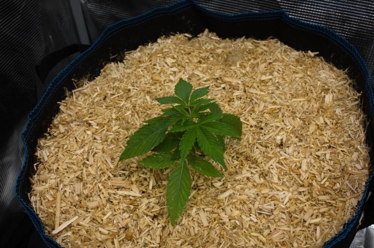 Lemon Z Dutch Passion. Week 3 - Day 16