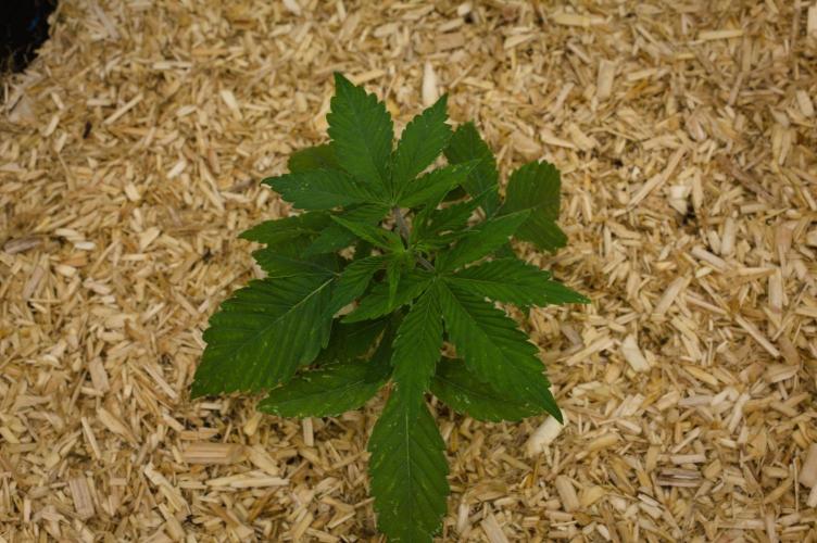 Lemon Z Dutch Passion. Week 3 - Day 16