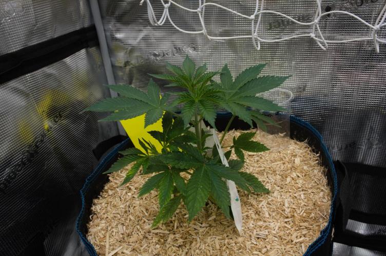 Lemon Z Dutch Passion. Week 3 - Day 21