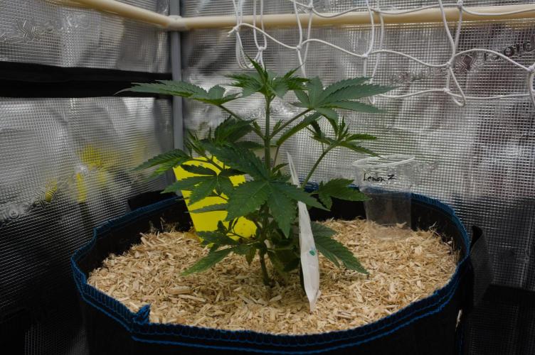 Lemon Z Dutch Passion. Week 3 - Day 21