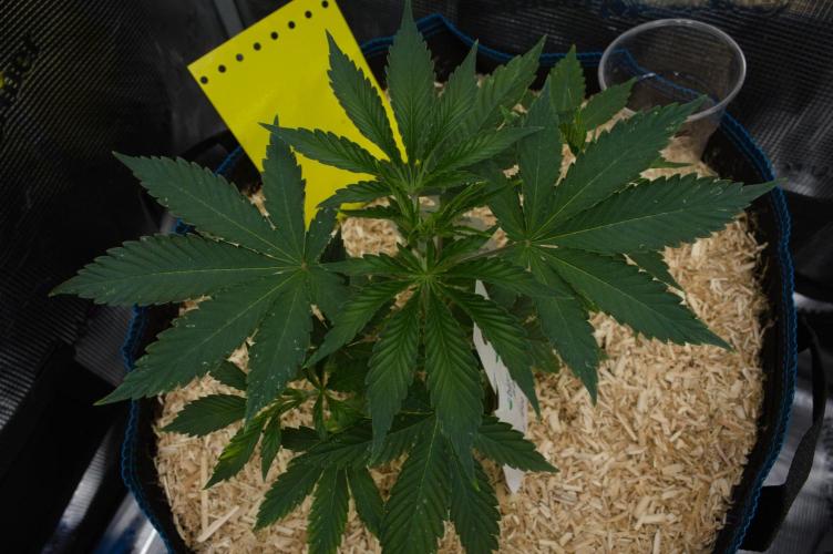 Lemon Z Dutch Passion. Week 3 - Day 21