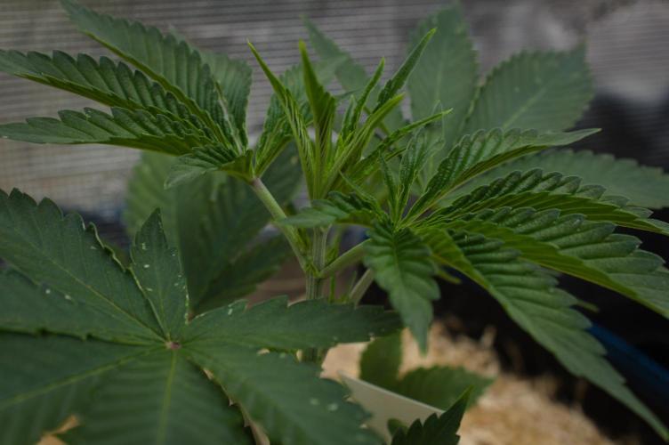 Lemon Z. Week 3