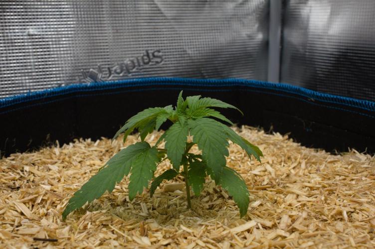 Forbidden Orange HappyPlant420. Week 3 - Day 16