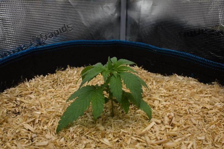 Forbidden Orange HappyPlant420. Week 3 - Day 16